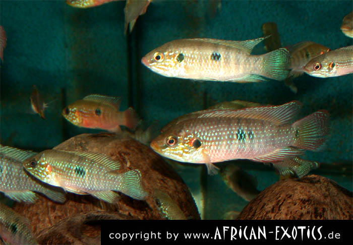 Hemichromis stellifer